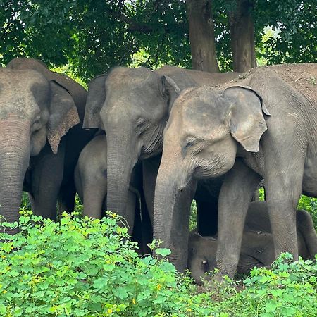 The Banda' Eco Villa Sigiriya Dış mekan fotoğraf