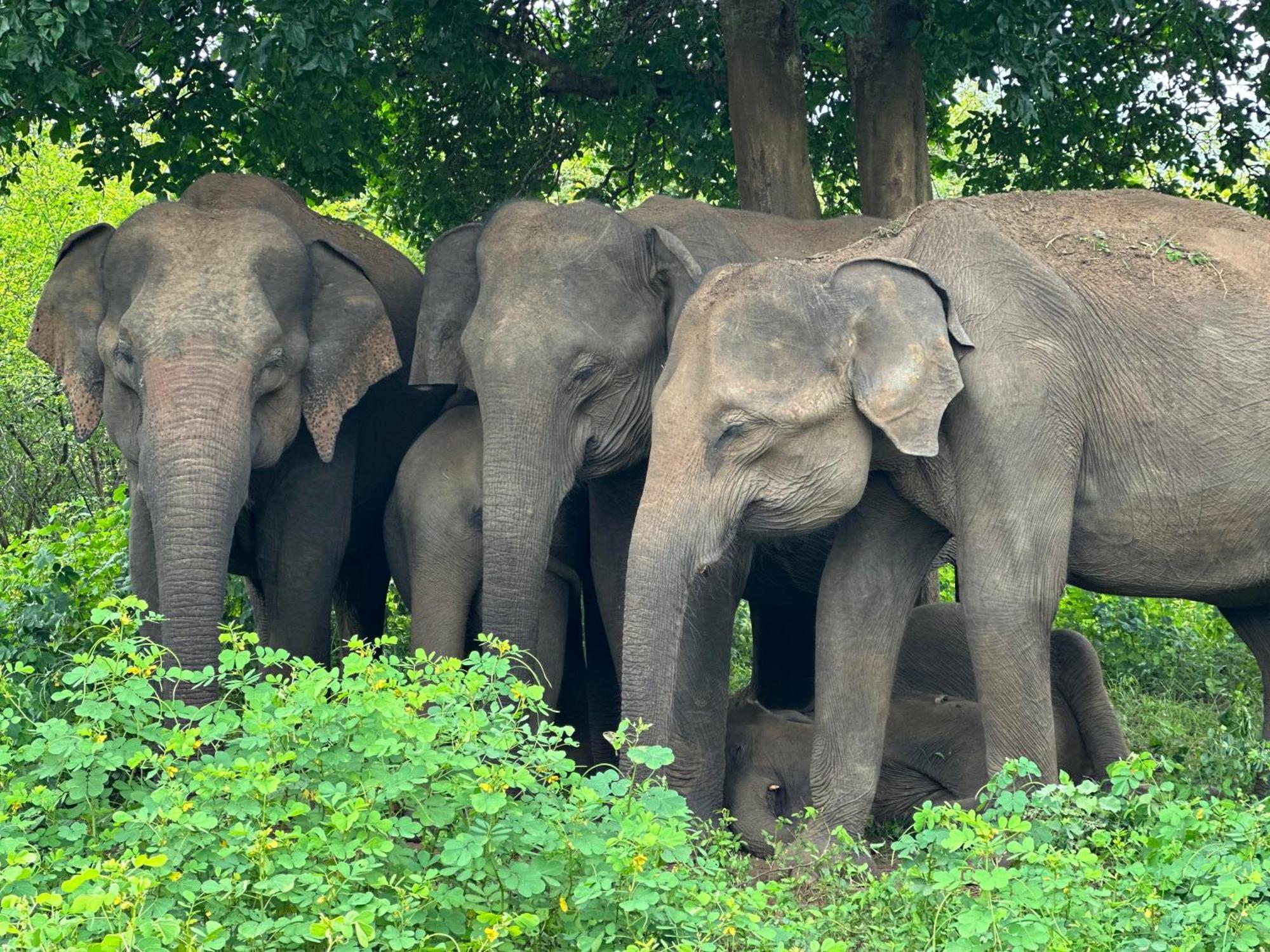 The Banda' Eco Villa Sigiriya Dış mekan fotoğraf