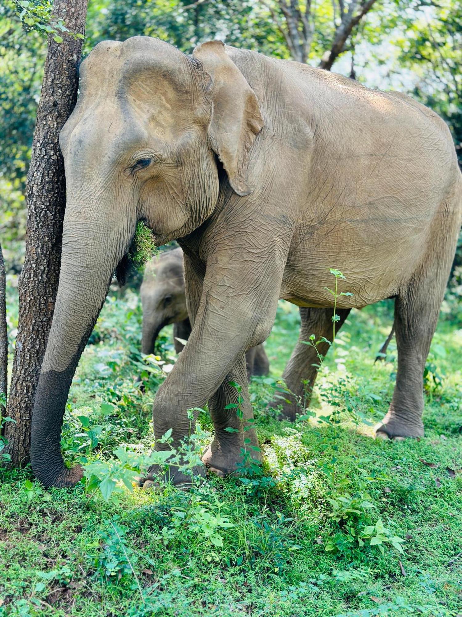 The Banda' Eco Villa Sigiriya Dış mekan fotoğraf